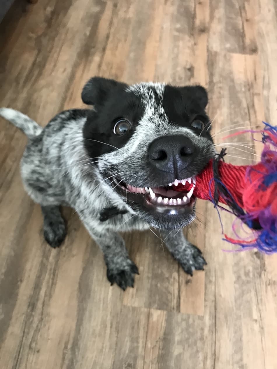 cattledog