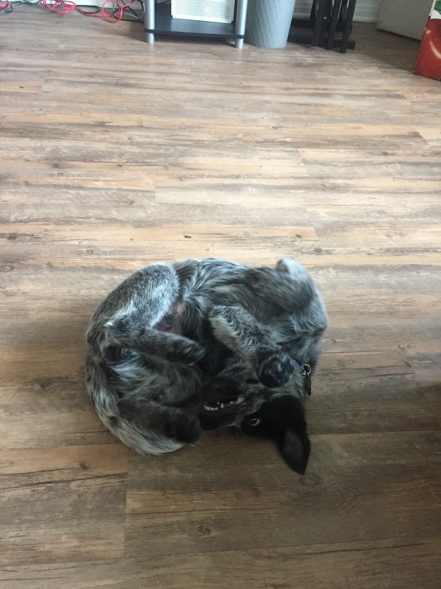 cattledog