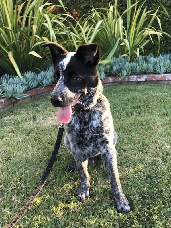 Australian Cattle Dog