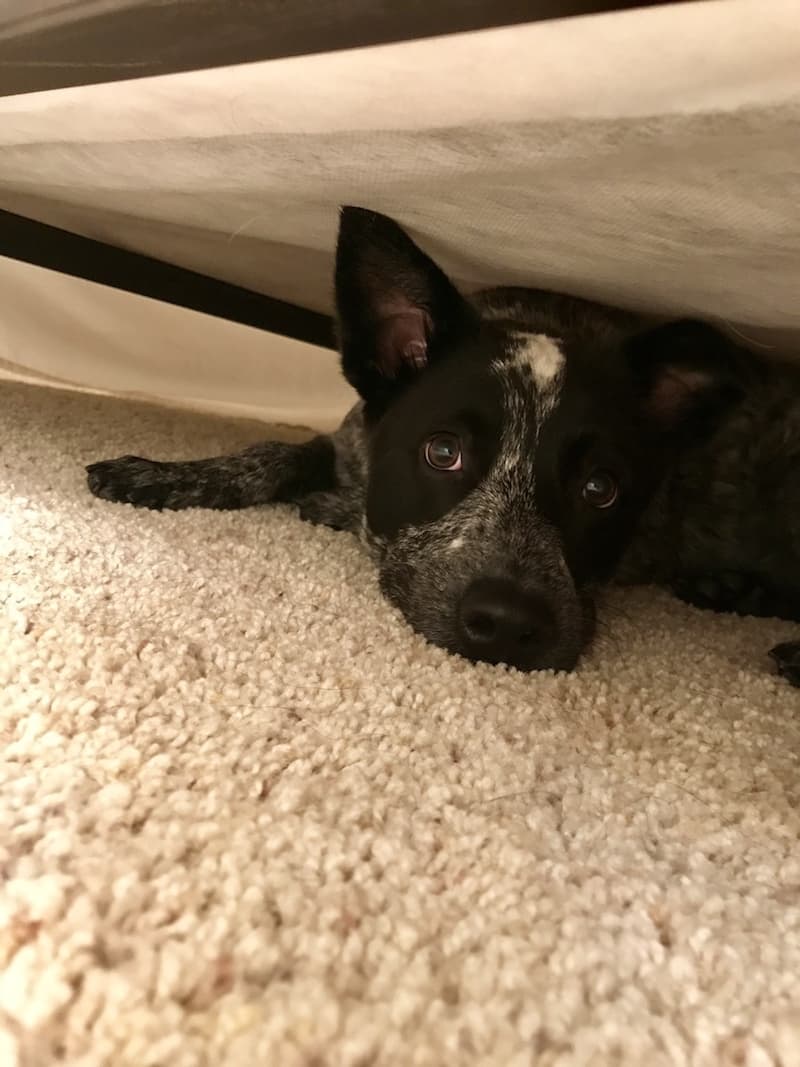 Australian Cattle Dog