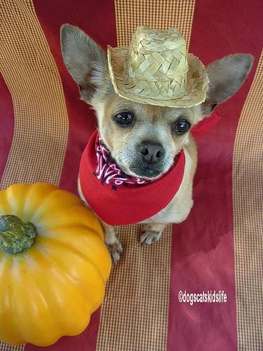 Chihuahua