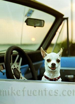 Chihuahua