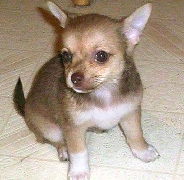 Chihuahua