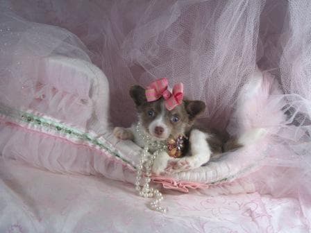 Chihuahua