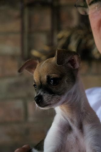 Chihuahua
