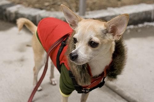 Chihuahua