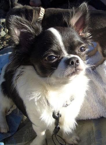 Chihuahua