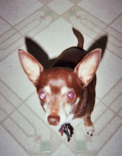 Chihuahua