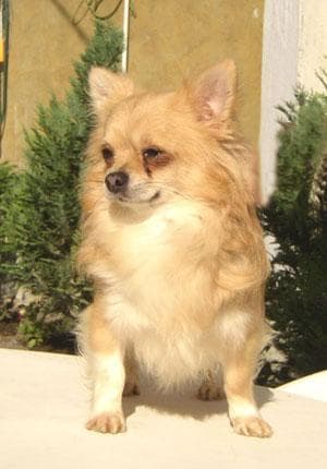 Chihuahua