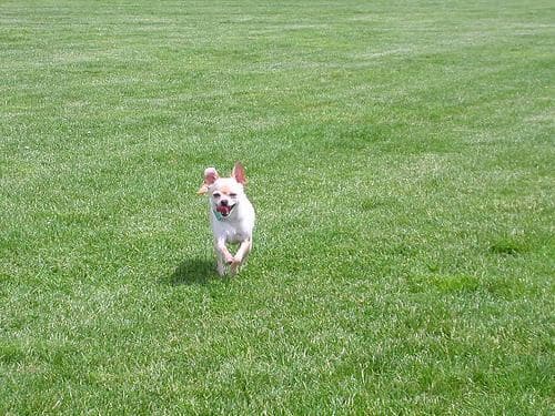 Chihuahua