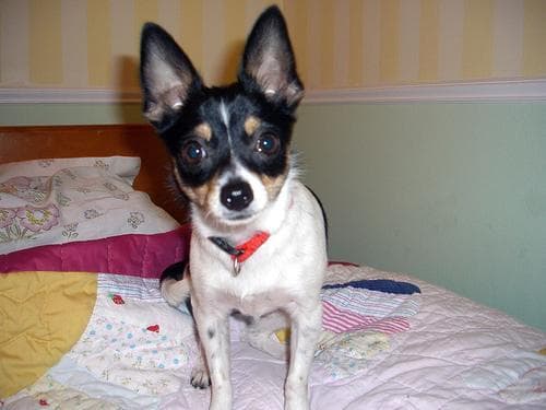 Chihuahua