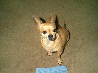 Chihuahua