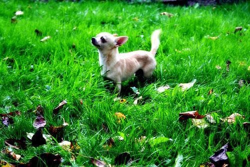 Chihuahua