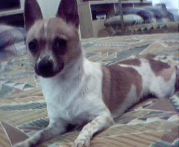 Chihuahua