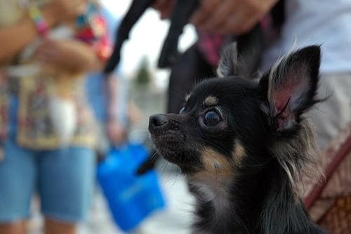 Chihuahua