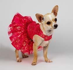 Chihuahua
