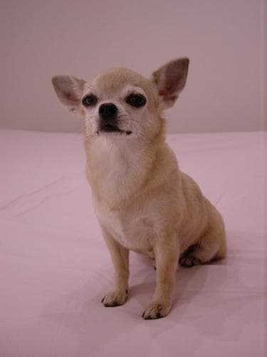 Chihuahua