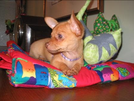 Chihuahua