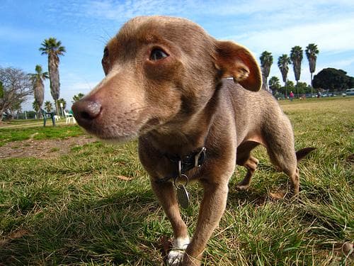 Chihuahua