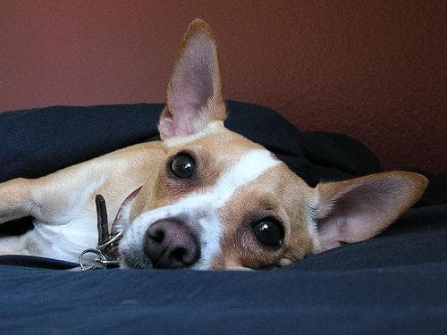 Chihuahua