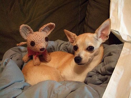 Chihuahua