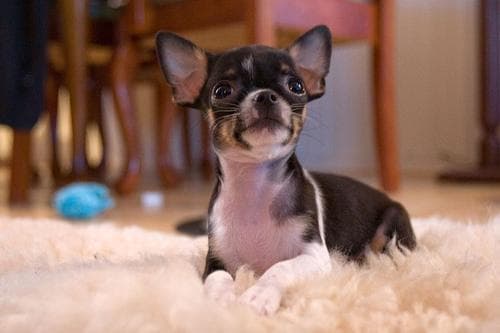 Chihuahua