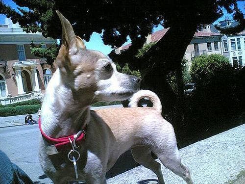 Chihuahua