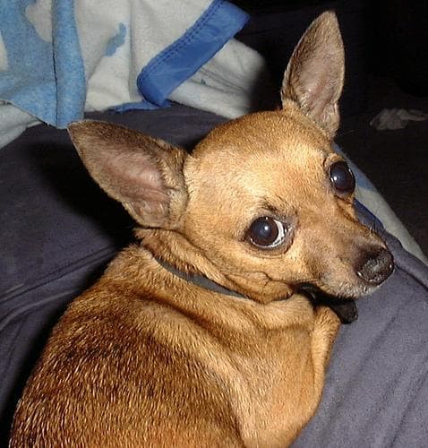 Chihuahua