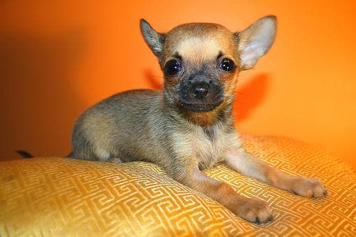 Chihuahua