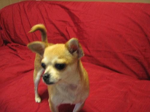 Chihuahua