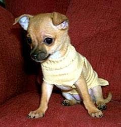 Chihuahua