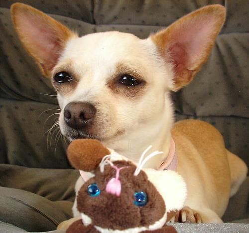 Chihuahua