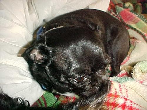 Chihuahua