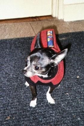Chihuahua
