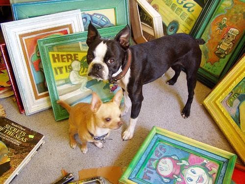 Chihuahua