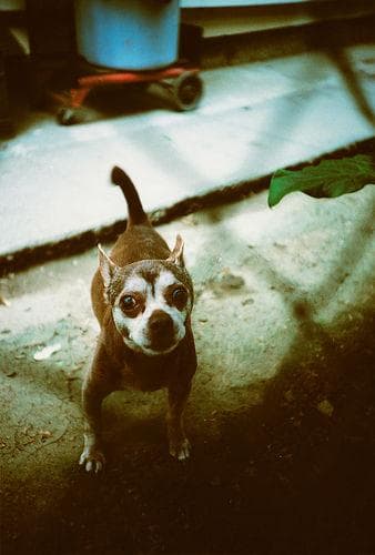 Chihuahua