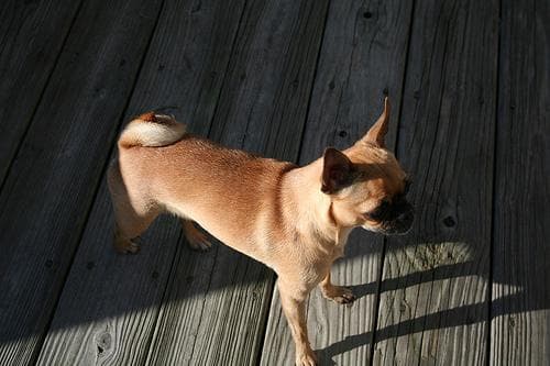 Chihuahua