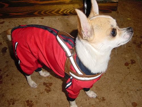 Chihuahua