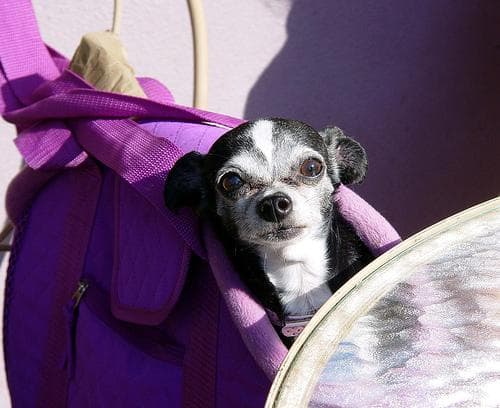Chihuahua
