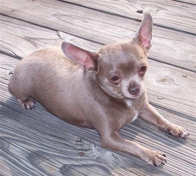 Chihuahua