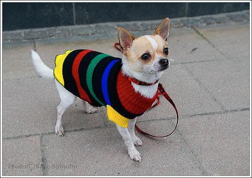 Chihuahua