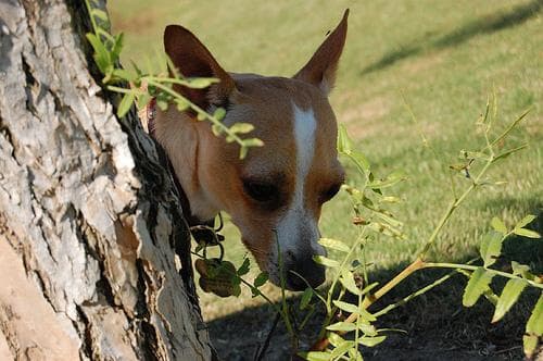 Chihuahua
