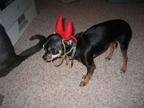 Chihuahua