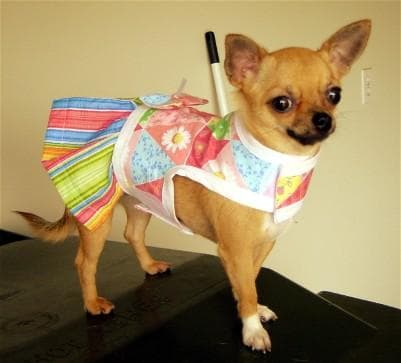 Chihuahua