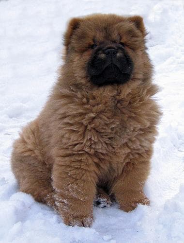 Chow Chow