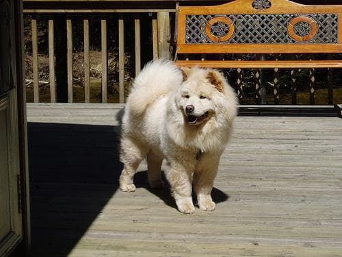 Chow Chow