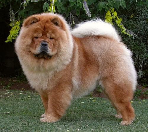 Chow Chow