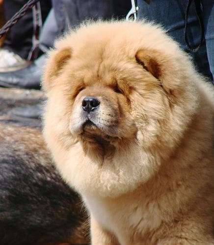 Chow Chow