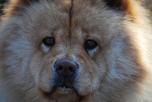 Chow Chow