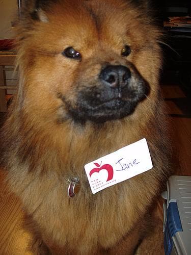 Chow Chow